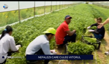 Producătorii agricoli locali nu mai găsesc MUNCITORI pe teritoriul țării noastre și apelează la forța de muncă din Nepal