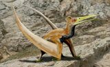 O fosilă de pterozaur unică, veche de 90 de milioane de ani, a fost descoperită în Japonia
