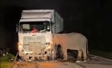 Durerea unei mame-elefant: nu s-a desprins de puiul lovit mortal de un camion. „Înțeleg conceptul de moarte”