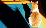 Pisica te ignoră și asta te îngrijorează? Ce înseamnă, de fapt, și ce legătură nebănuită are cu mirosul tău