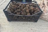 (FOTO) 25 kg de trufe negre, confiscate de polițiști în Neamț
