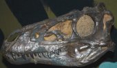 Putea T. rex să înoate?