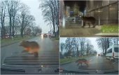 Şofer din Braşov, la un pas de accident după ce un urs i-a tăiat calea. Un alt animal, surprins lângă mall