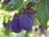Cine câştigă când fermierii români pierd? Recolta de prune este cu cel puţin 20% mai mică. „Importăm şi prune şi magiun“