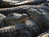Uraganul Melissa: Autorităţile avertizează asupra crocodililor „strămutaţi”