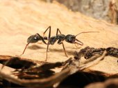 Oamenii de știință au aflat cum reușesc furnicile nocturne să călătorească