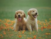De ce le dăm porecle animalelor noastre de companie? Ce impact au asupra câinilor și pisicilor, potrivit oamenilor (…)