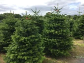 Brazi vânduţi de Direcţia Silvică Buzău: preţurile, mai mari decât în 2024