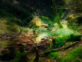 Ce s-a întâmplat cu plantele atunci când Pământul s-a încălzit în urmă cu 56 de milioane de ani?