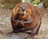 Primul castor sălbatic văzut în Norfolk după 400 de ani