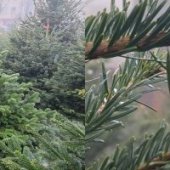 Brazii naturali revin în atenția cumpărătorilor din Arad, după o perioadă în care au fost înlocuiți cu cei (…)