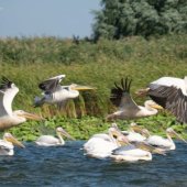 Splendoarea sălbatică a Deltei: o incursiune în universul apelor și al stufului