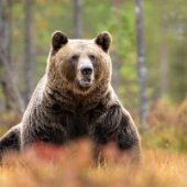 Aproape 1.000 de urși bruni vor putea fi recoltați în acest an, potrivit unui proiect de lege aprobat de Camera&nbsp;(…)