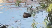 Castorii, surprinși din nou pe malul Crișului Repede din Oradea. Rozătoarele au produs deja pagube