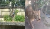 Un tânăr de 19 ani a fost mâncat de o leoaică după ce a intrat în țarcul ei, la o grădină zoo din Brazilia: „Visa să (…)