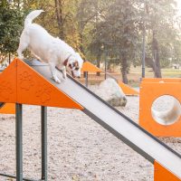 Primele parcuri pentru căței din Piatra-Neamț, gata până la finalul lunii: Vor cuprinde spații îngrădite, cu (…)