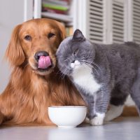 Sondaj: Peste jumătate dintre români au animale de companie. Majoritatea preferă câinii | AUDIO