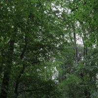 Ministerul Mediului vrea să transforme Pădurea Băneasa într-o arie naturală protejată. Ce se întâmplă cu drumul de (…)
