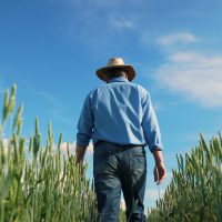 Ajutor european în valoare de 11, 5 milioane de euro pentru fermierii români ale căror culturi au fost afectate de (…)