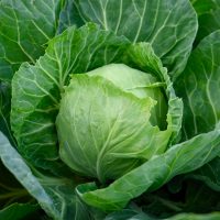 Varza albă de Buzău, recomandată de specialiști ca fiind cea mai potrivită pentru murat: Este „secretul sărmăluțelor (…)