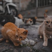 Cipru: Guvernul triplează bugetul pentru sterilizarea pisicilor, după ce numărul acestora a ajuns la un milion (…)