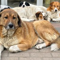 A fost depus în Parlament un pachet legislativ care modifică Ordonanța privind gestionarea câinilor fără stăpân. Una (…)