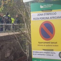 Spania a mobilizat armata pentru a limita răspândirea pestei porcine africane în Bellaterra | AUDIO