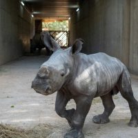 Spania: Un pui de rinocer alb s-a născut la o grădină zoologică din Valencia. Numele lui va fi ales prin vot | (…)
