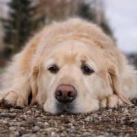 Neamț: Focar de rabie în comuna Agapia. A fost a dispus un plan de măsuri pentru reducerea riscului de infectare a (…)