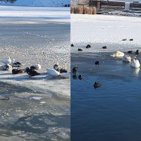 Reportaj: Viața păsărilor sălbatice pe lacurile înghețate din Arad | AUDIO