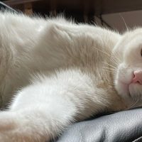 Bărbatul care l-a omorât pe Pietricel, un pisoi cu trei picioare din Râșnov, rămâne în libertate | AUDIO