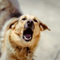 Vaslui: O femeia de 80 de ani a murit după ce a fost atacată de mai mulți câini