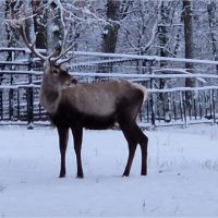 Mureș: Un cerb carpatin de la grădina zoologică din oraș a murit după ce a înghițit o mănușă de piele | AUDIO