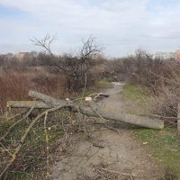 Tăierile ilegale de arbori ar putea fi infracțiune. Ministerul Mediului propune pedepse cu închisoare de la 6 luni (…)