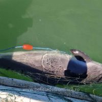 Într-un control de rutină, polițiștii tulceni au găsit într-o plasă din Marea Neagră opt sturioni și un delfin (…)