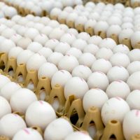 Producătorii de ouă, monitorizați de Consiliul Concurenței să nu crească prețurile speculativ, după ce o parte a (…)