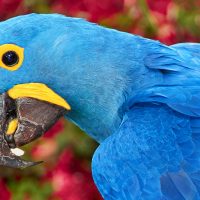 Ultimii papagali Ara lui Spix, infectați cu un virus letal | AUDIO