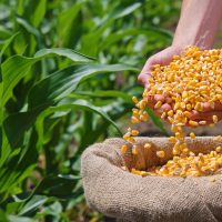 Agricultorii din Arad se așteaptă la pierderi masive din cauza secetei la porumb și floarea-soarelui. Producție (…)