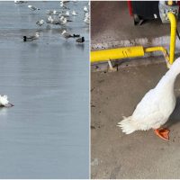 Tulcea: Pompierii au salvat o rață domestică, blocată în apa înghețată a lacului Ciuperca | GALERIE FOTO |&nbsp;(…)