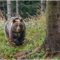 Ursoaica care a omorât un turist italian pe Transfăgărășan a fost împușcată. Salvamontiștii trag un semnal de alarmă (…)