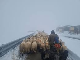 (VIDEO) Turmele de oi, coborâte de pe Transalpina cu sprijinul drumarilor