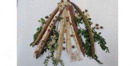 O plantă comună din Brazilia are potențialul de a elimina microplasticele din apă