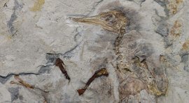 Fosilele dezvăluie modul tragic în care a murit o pasăre acum 120 de milioane de ani