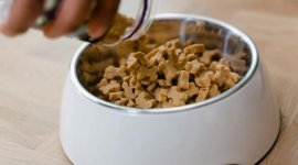 Atenție la hrana pisicilor: Greșeala care provoacă anxietate, agresivitate și boli