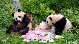 China va trimite panda uriași în Atlanta