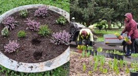 Flori furate la două ore de la plantare în Parcul Cișmigiu din Capitală. Fuseseră abia înlocuite, după un alt furt