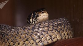 Descoperire șocantă într-un apartament din Bihor: Crescătorie ilegală de vipere veninoase