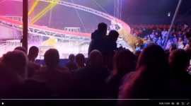 VIDEO: Momente de groază la circ în Rusia. Un tigru a sărit în public după ce plasa de siguranță a fost ruptă