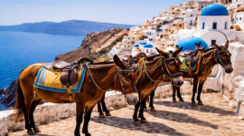 Vrei să călărești măgăruși în Santorini? Iată ce condiții trebuie să îndeplinești