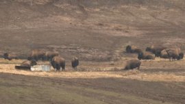 Cum a ajuns o fermă de bizoni din județul Cluj, subvenționată cu bani de la stat, iadul a sute de animale